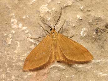 Anthometra plumularia Bsdv. adulte - Lionel Taurand