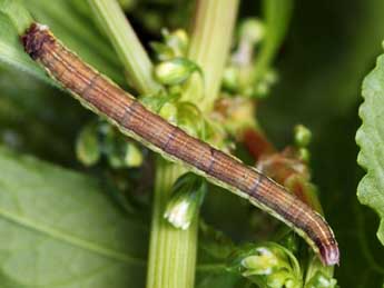  Chenille de Lythria plumularia Frr - ©Daniel Morel