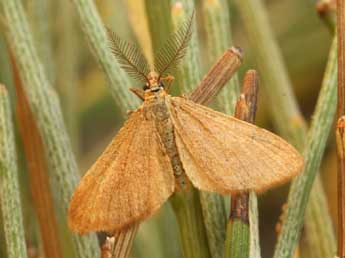 Anthometra plumularia Bsdv. adulte - Daniel Morel