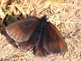 Erebia pluto Prun. adulte - ©Daniel Morel