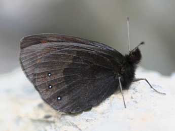 Erebia pluto Prun. adulte - ©Daniel Morel