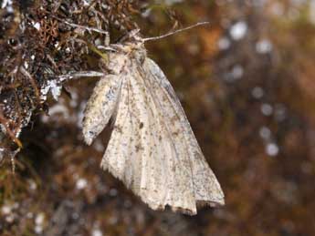 Hypoxystis pluviaria F. adulte - Philippe Mothiron