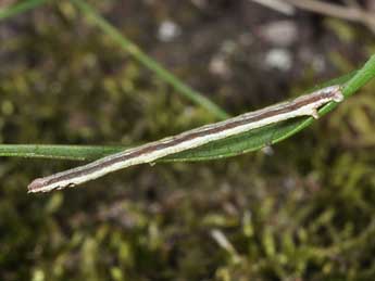  Chenille de Hypoxystis pluviaria F. - Philippe Mothiron