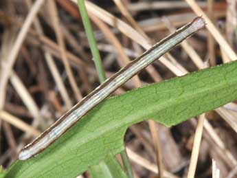  Chenille de Hypoxystis pluviaria F. - Philippe Mothiron