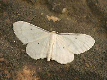 Idaea politaria Hb. adulte - Daniel Morel