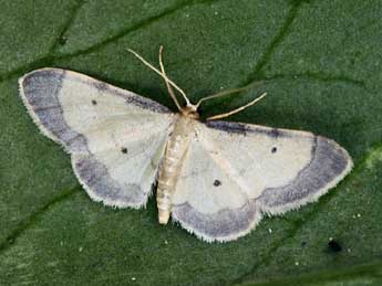 Idaea politaria Hb. adulte - ©Daniel Morel