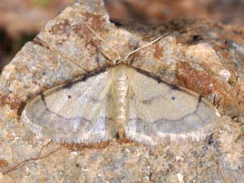 Idaea politaria Hb. adulte - ©Philippe Mothiron