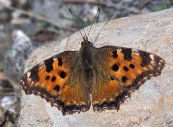 Nymphalis polychloros L. adulte - ©Tristan Lafranchis