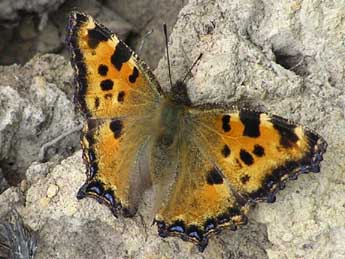 Nymphalis polychloros L. adulte - Catherine Wellings