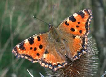 Nymphalis polychloros L. adulte - ©Philippe Mothiron