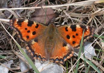 Nymphalis polychloros L. adulte - Philippe Mothiron