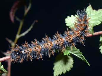  Chenille de Nymphalis polychloros L. - Philippe Mothiron