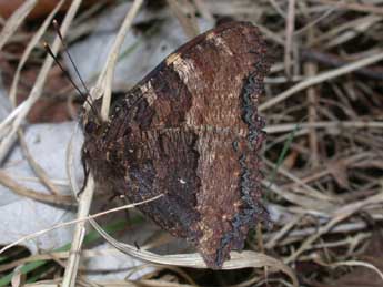 Nymphalis polychloros L. adulte - Philippe Mothiron