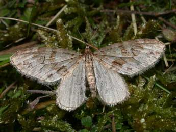 Trichopteryx polycommata D. & S. adulte - Philippe Mothiron