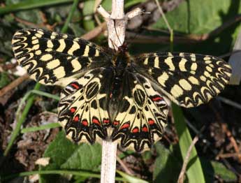 Zerynthia polyxena D. & S. adulte - ©Daniel Morel