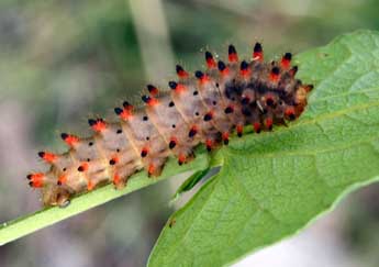  Chenille de Zerynthia polyxena D. & S. - Daniel Morel