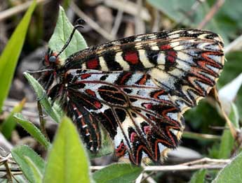 Zerynthia polyxena D. & S. adulte - ©Daniel Morel