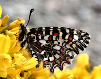 Zerynthia rumina L. adulte - ©Daniel Morel