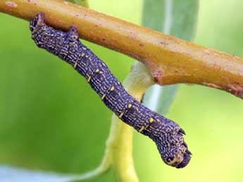  Chenille de Lycia pomonaria Hb. - ©Daniel Morel