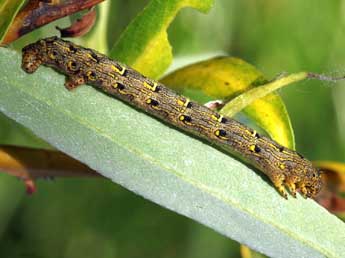  Chenille de Lycia pomonaria Hb. - Daniel Morel