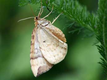 Eulithis populata L. adulte - ©Daniel Morel