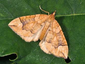 Eulithis populata L. adulte - ©Philippe Mothiron