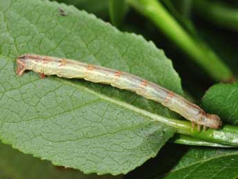  Chenille de Eulithis populata L. - ©Philippe Mothiron