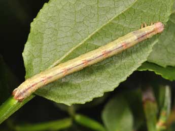  Chenille de Eulithis populata L. - ©Philippe Mothiron