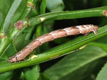  Chenille de Eulithis populata L. - Philippe Mothiron