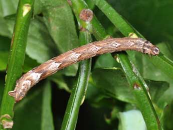  Chenille de Eulithis populata L. - Philippe Mothiron