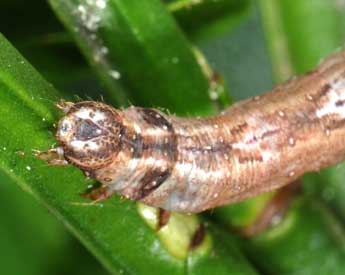  Chenille de Eulithis populata L. - Philippe Mothiron