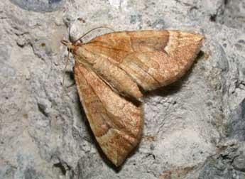 Eulithis populata L. adulte - ©Philippe Mothiron