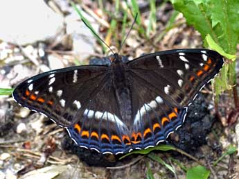 Limenitis populi L. adulte - ©Daniel Morel