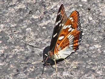 Limenitis populi L. adulte - Claude de Saint-Etienne