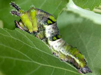  Chenille de Limenitis populi L. - Yoann Pelouard