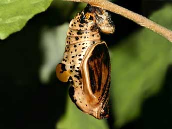  Chrysalide de Limenitis populi L. - Grgory Guicherd