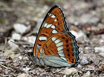 Limenitis populi L. adulte - ©Daniel Morel