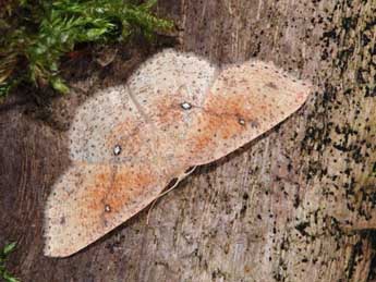 Cyclophora porata L. adulte - ©Samuel Ducept