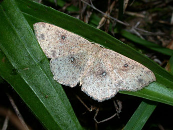 Cyclophora porata L. adulte - Philippe Mothiron