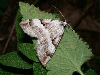 Aplocera praeformata Hb. adulte - Philippe Mothiron