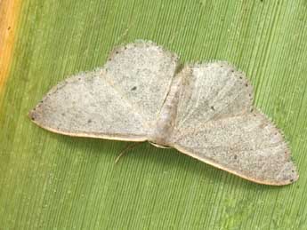 Idaea predotaria Hrtg adulte - ©Daniel Morel