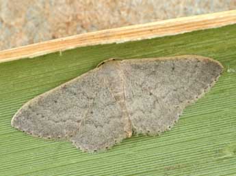 Idaea predotaria Hrtg adulte - ©Daniel Morel