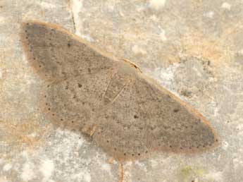 Idaea predotaria Hrtg adulte - ©Daniel Morel