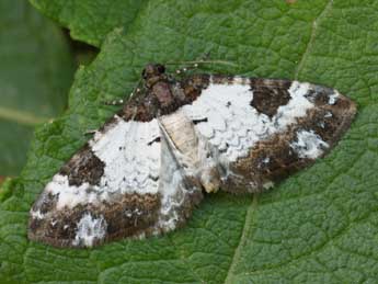 Melanthia procellata D. & S. adulte - Daniel Morel