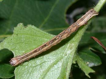  Chenille de Melanthia procellata D. & S. - Philippe Mothiron