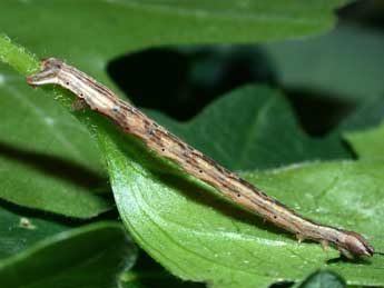  Chenille de Melanthia procellata D. & S. - Philippe Mothiron