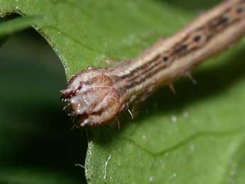  Chenille de Melanthia procellata D. & S. - ©Philippe Mothiron