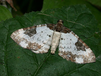 Melanthia procellata D. & S. adulte - ©Philippe Mothiron