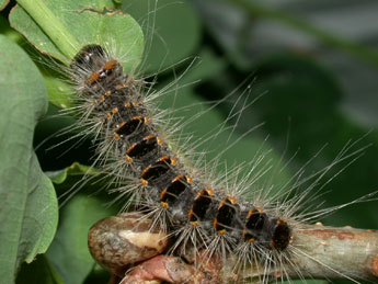  Chenille de Thaumetopoea processionea L. - ©Philippe Mothiron