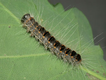  Chenille de Thaumetopoea processionea L. - ©Philippe Mothiron